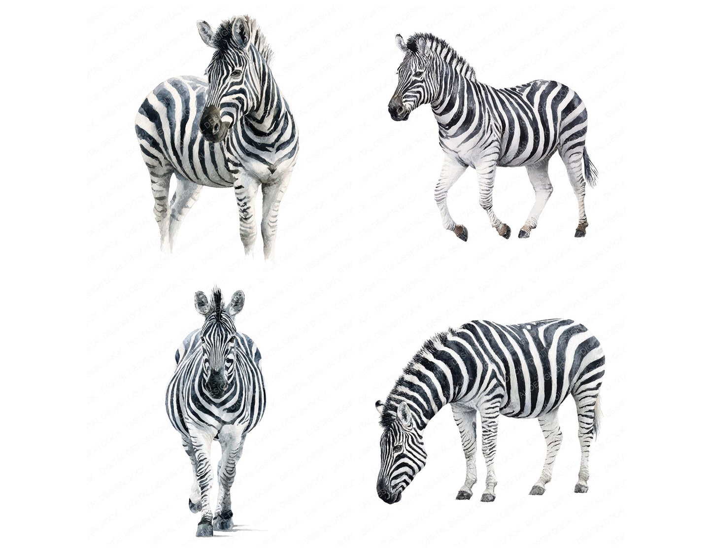Realistic Zebra Illustration Clipart Set (DDD008867)