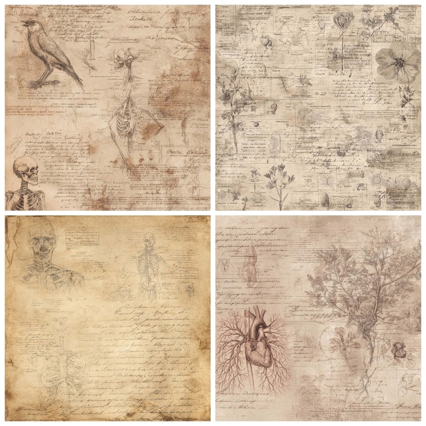 Antique Medical Diagram Background Digital Paper Pack (DDD008869)