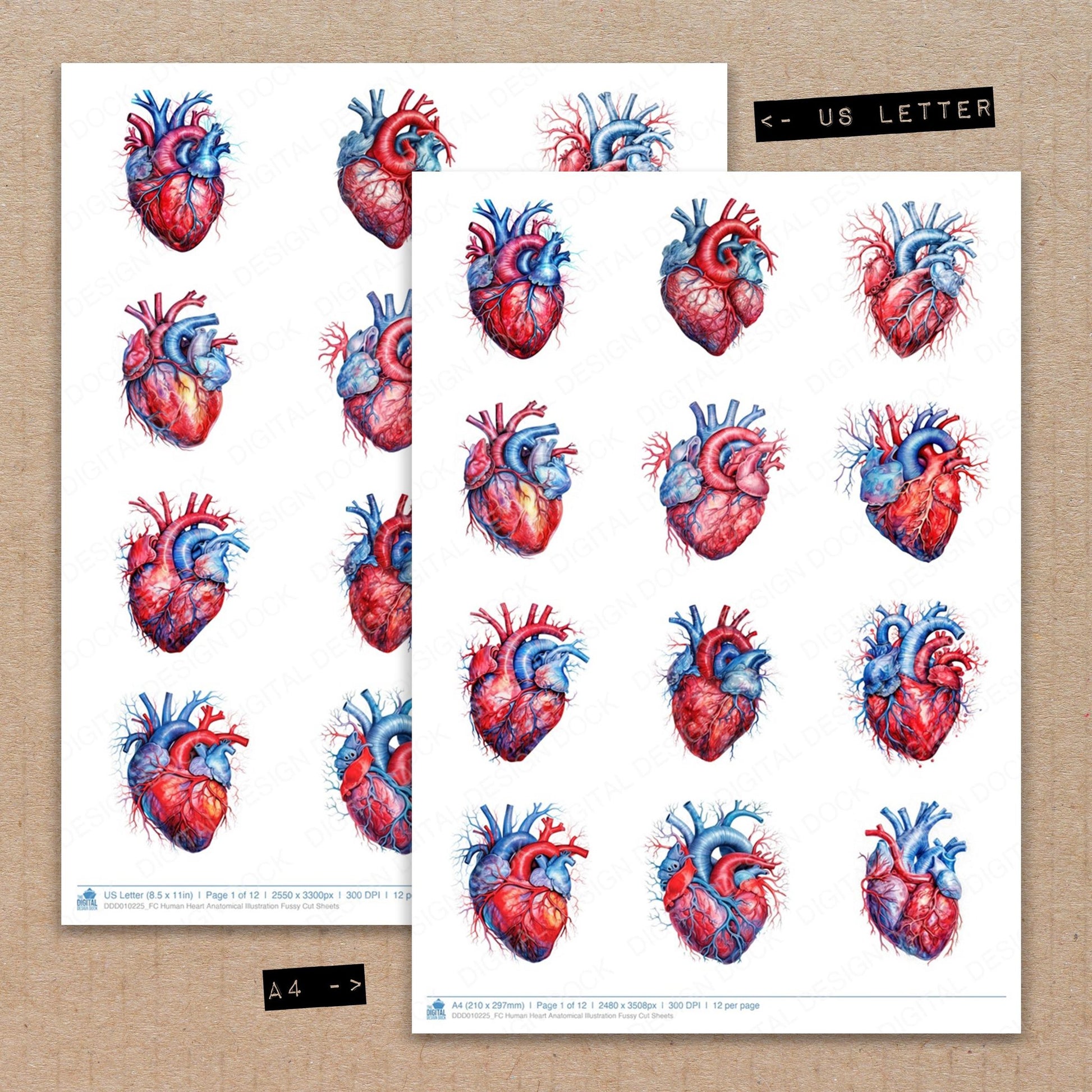 A4 and US Letter format comparison showing Human Heart Anatomical Illustration fussy cut pages for print and cut crafting