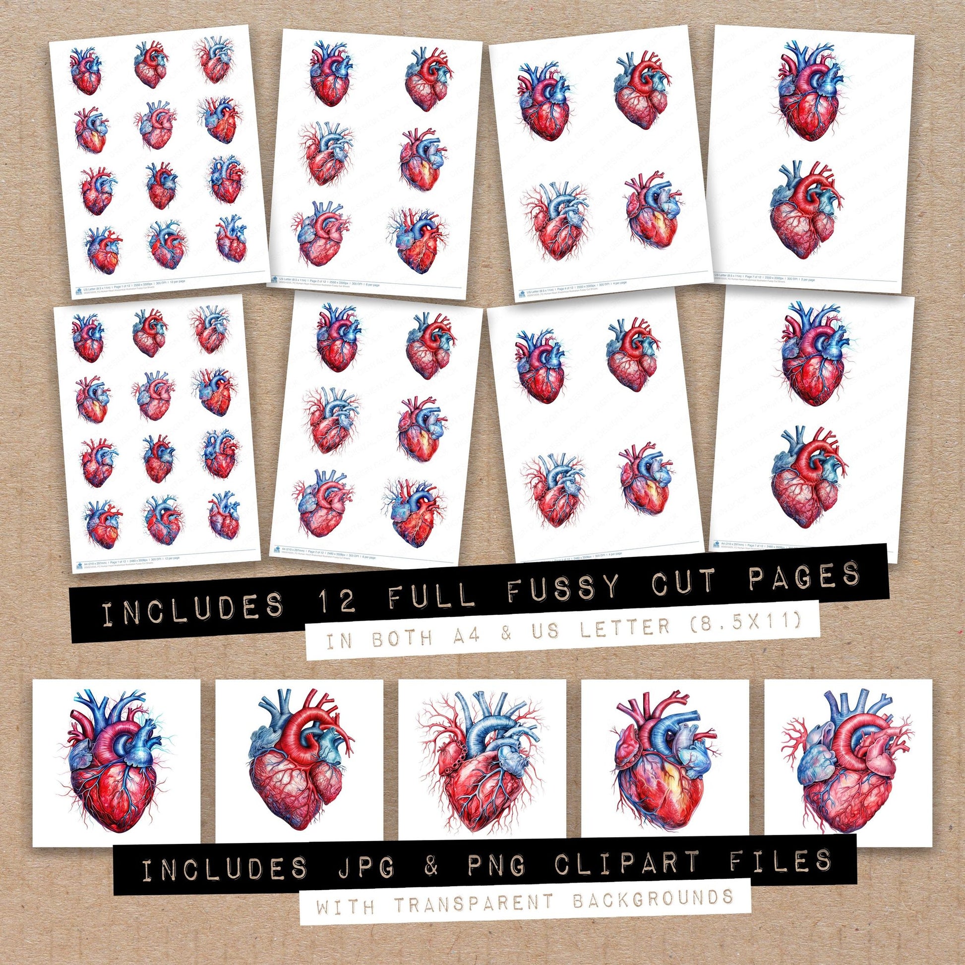 Full collection view of Human Heart Anatomical Illustration fussy cut sheets with bonus clipart JPG and PNG files