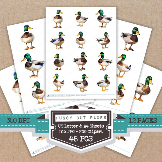 Oil Painted Mallard Duck Fussy Cut Sheets (DDD010569)