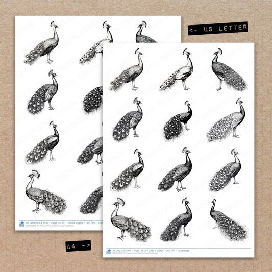 A4 and US Letter format comparison showing Peacock Pencil Sketch fussy cut pages for print and cut crafting