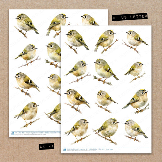 A4 and US Letter format comparison showing Watercolour Goldcrest Bird fussy cut pages for print and cut crafting