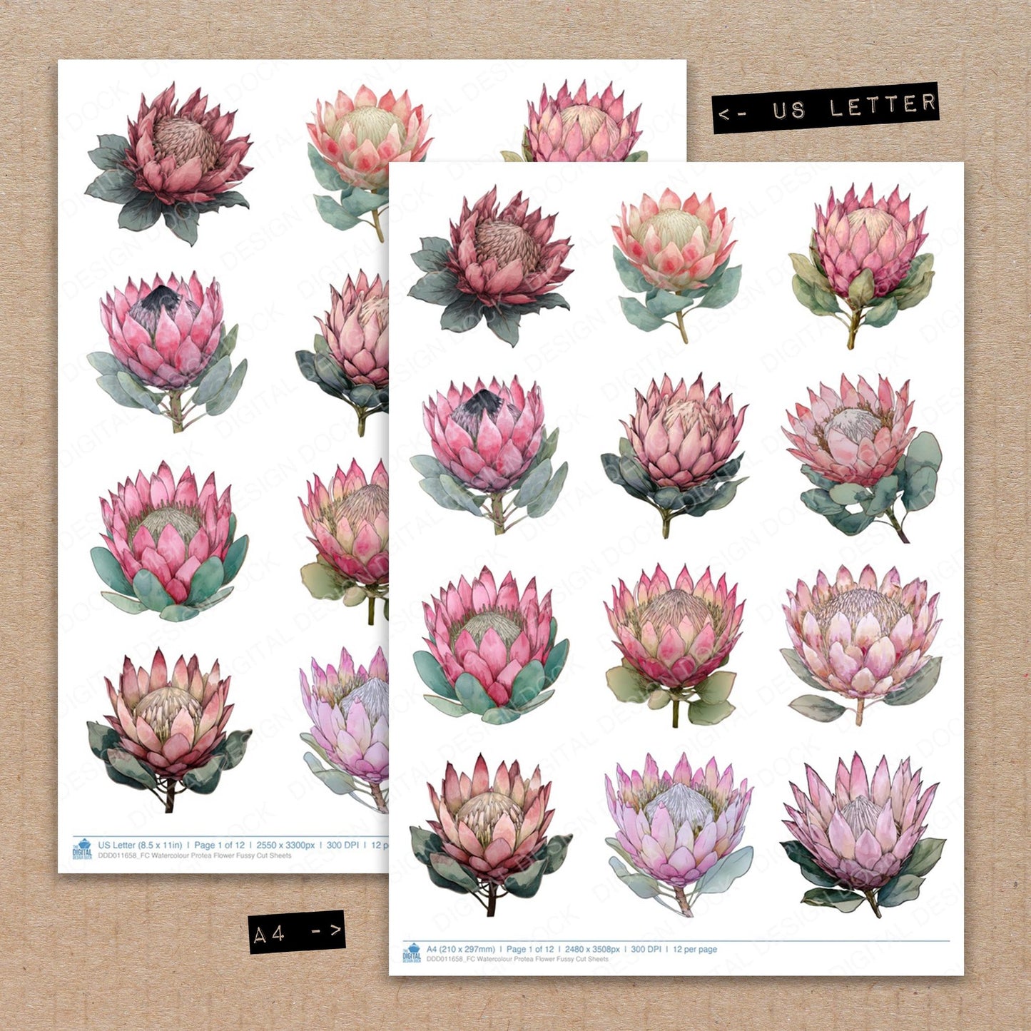 A4 and US Letter format comparison showing Watercolour Protea Flower fussy cut pages for print and cut crafting