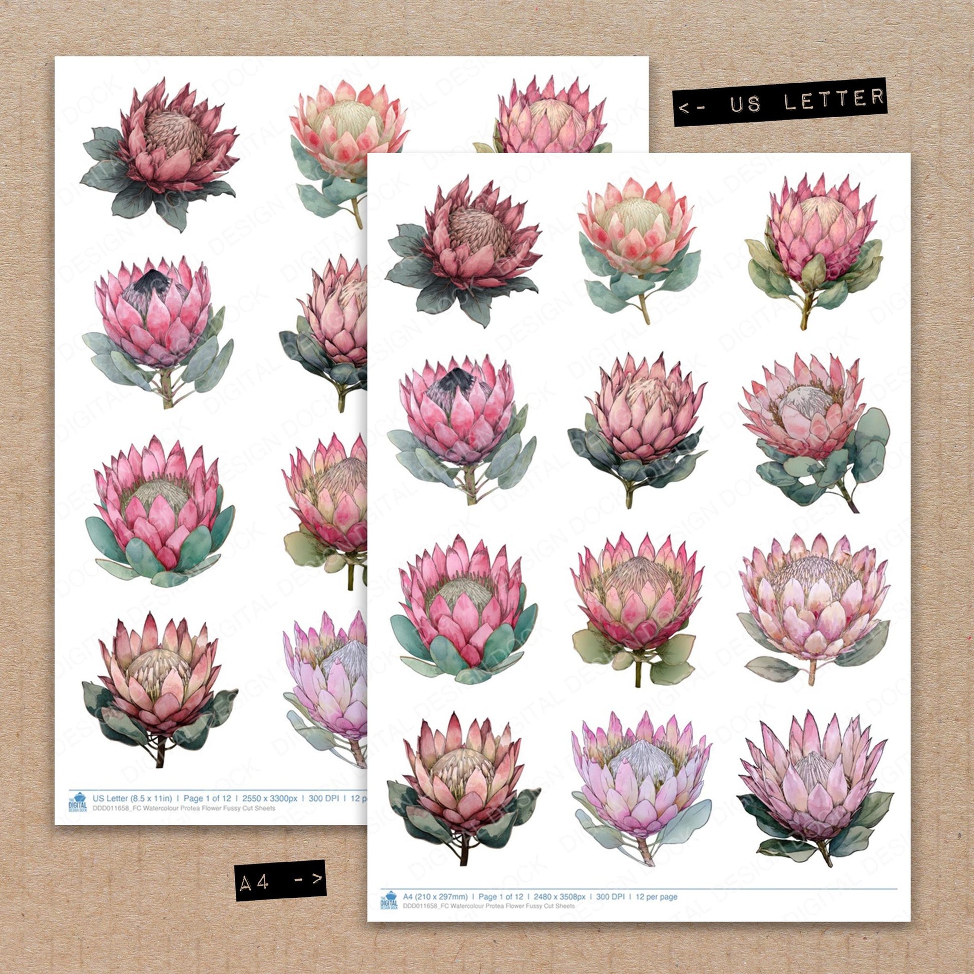 A4 and US Letter format comparison showing Watercolour Protea Flower fussy cut pages for print and cut crafting