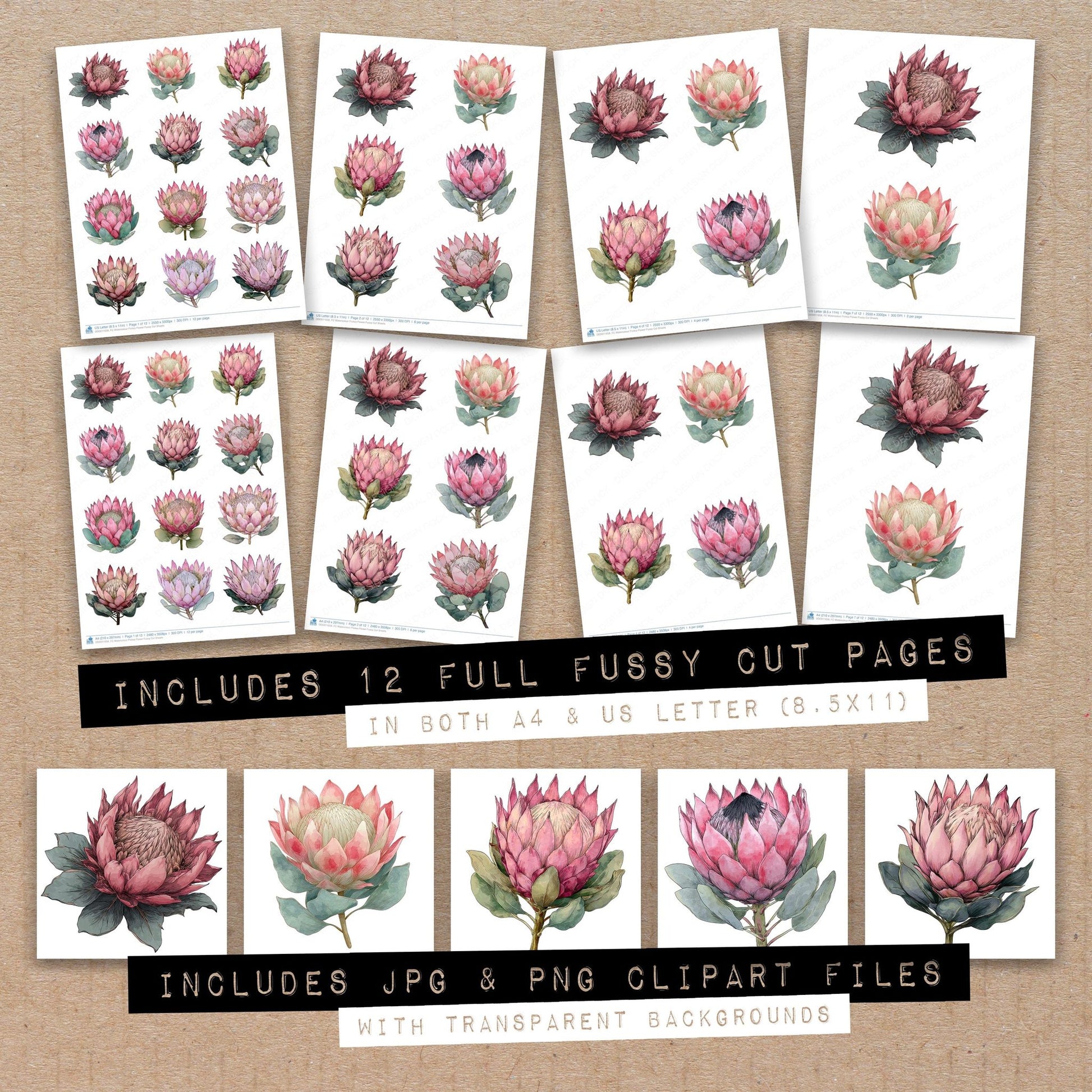 Full collection view of Watercolour Protea Flower fussy cut sheets with bonus clipart JPG and PNG files