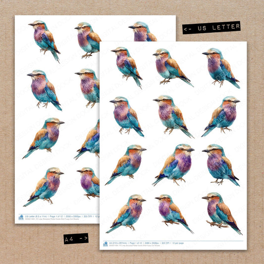 A4 and US Letter format comparison showing Lilac Breasted Roller Exotic Bird fussy cut pages for print and cut crafting