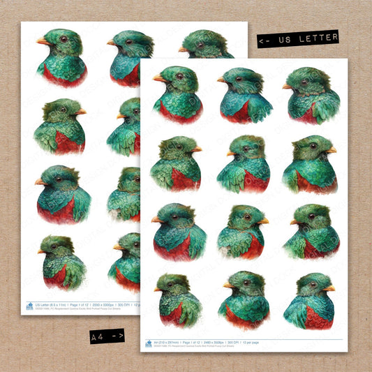 A4 and US Letter format comparison showing Resplendent Quetzal Exotic Bird Portrait fussy cut pages for print and cut crafting