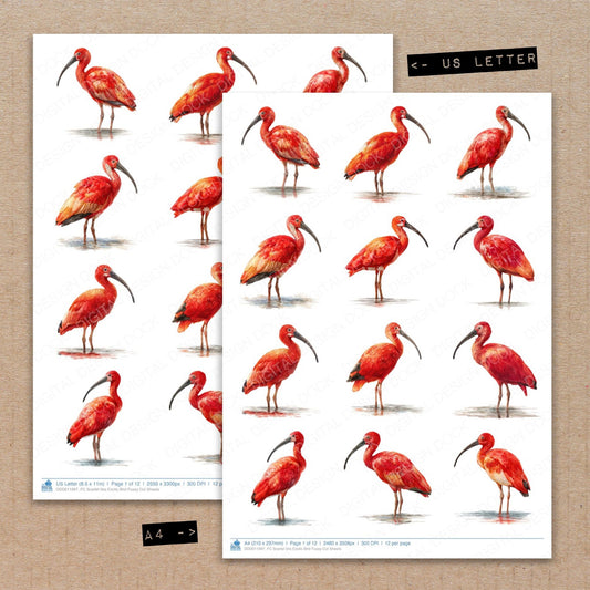 A4 and US Letter format comparison showing Scarlet Ibis Exotic Bird fussy cut pages for print and cut crafting