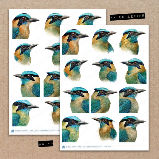 A4 and US Letter format comparison showing Blue Crowned Motmot Exotic Bird Portrait fussy cut pages for print and cut crafting