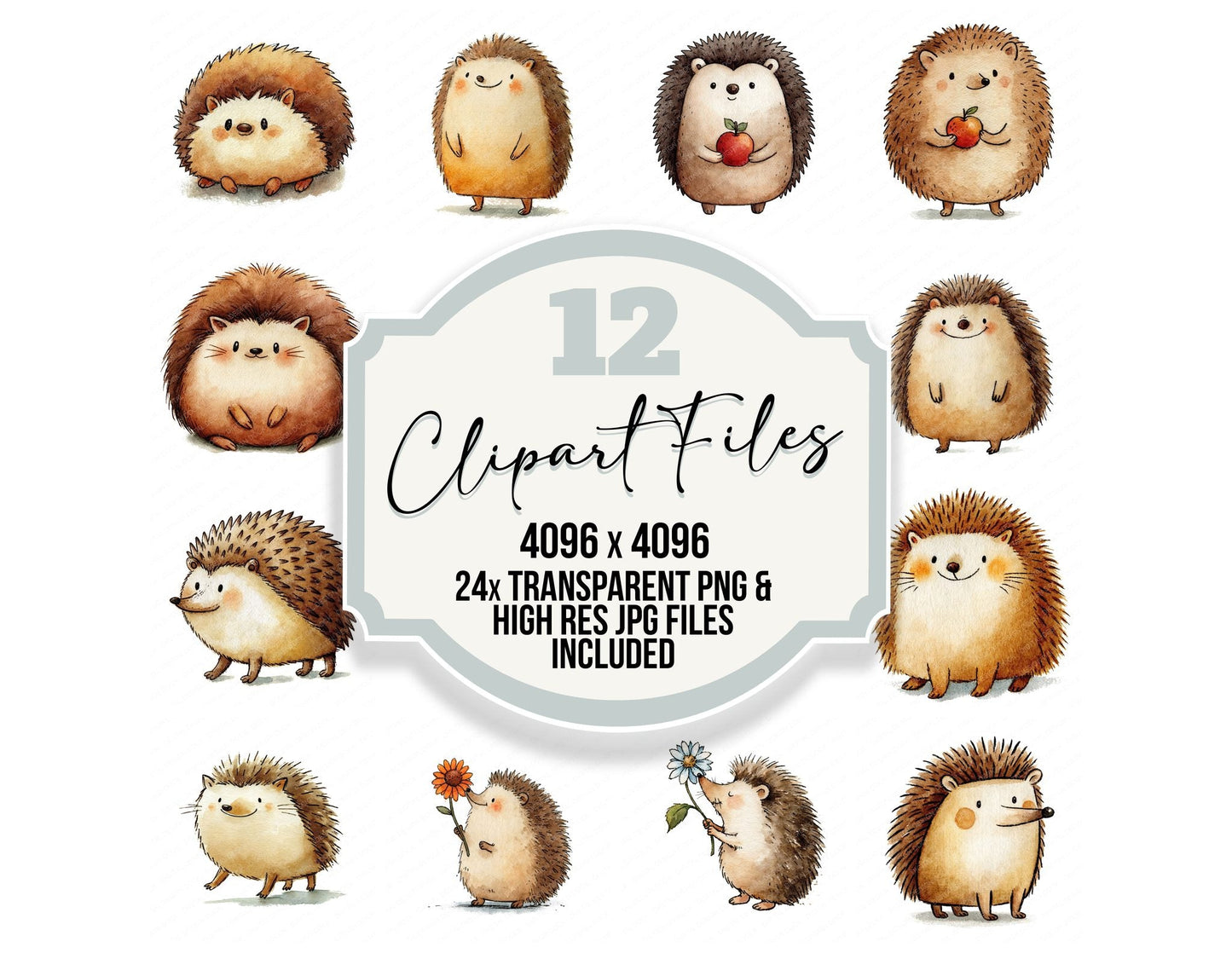 Cute Watercolour Hedgehog Clipart Set (DDD012648)