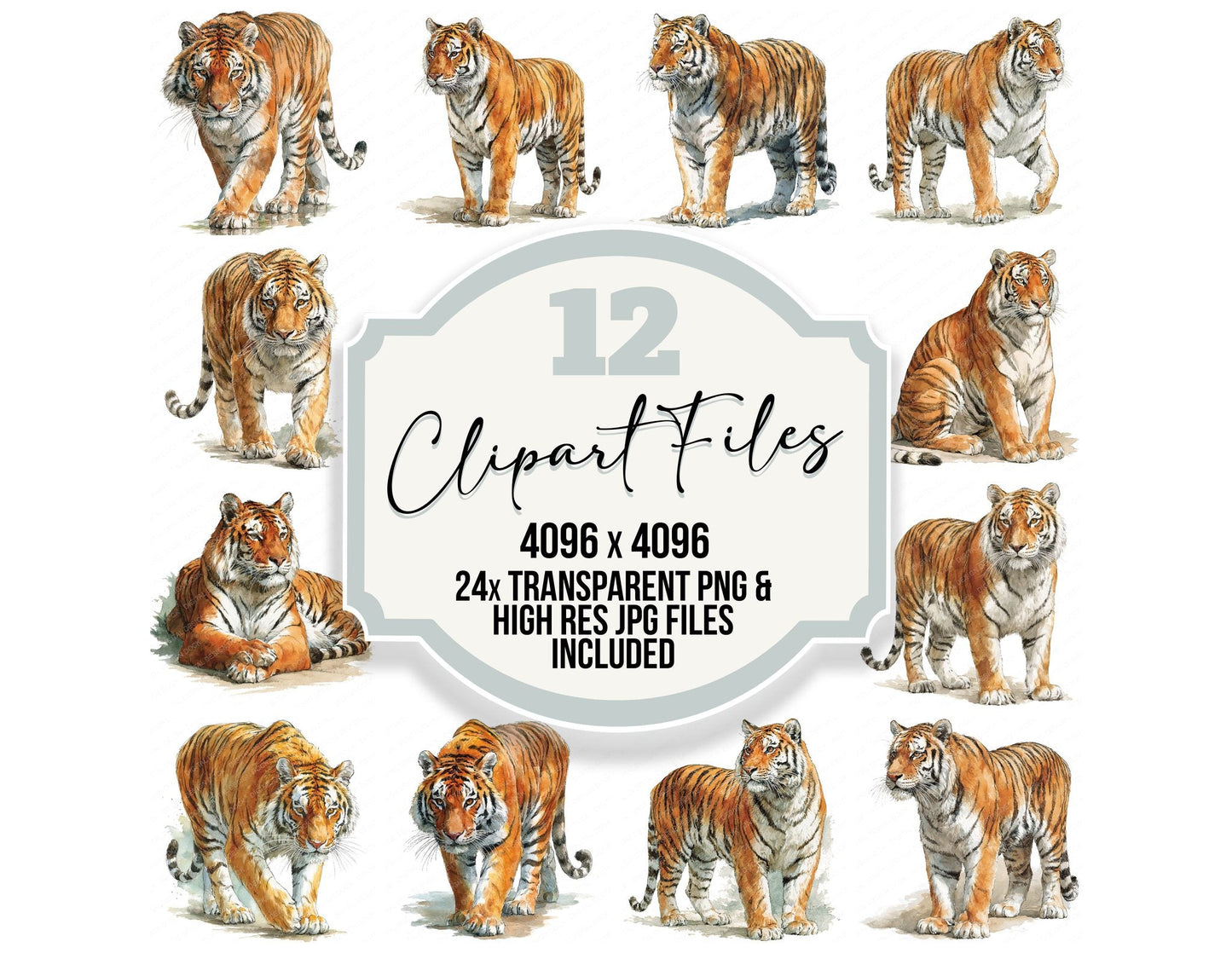 Realistic Bengal Tiger Clipart Set (DDD012661)