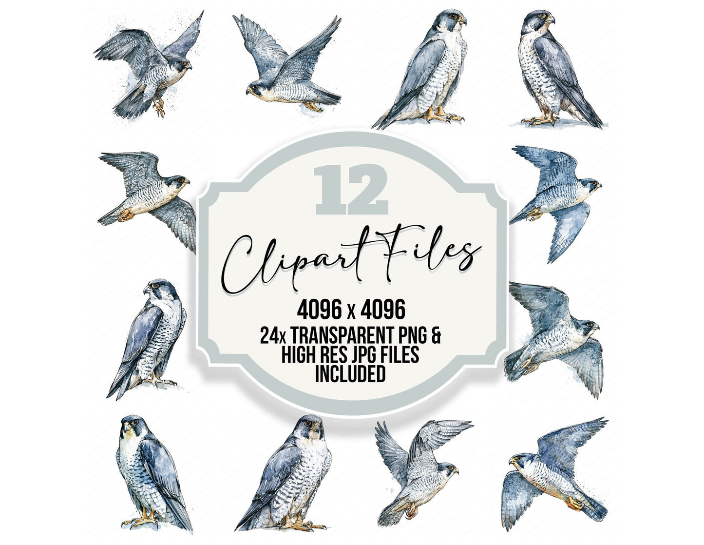 Realistic Peregrine Falcon Clipart Set (DDD012662)