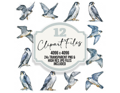 Realistic Peregrine Falcon Clipart Set (DDD012662)