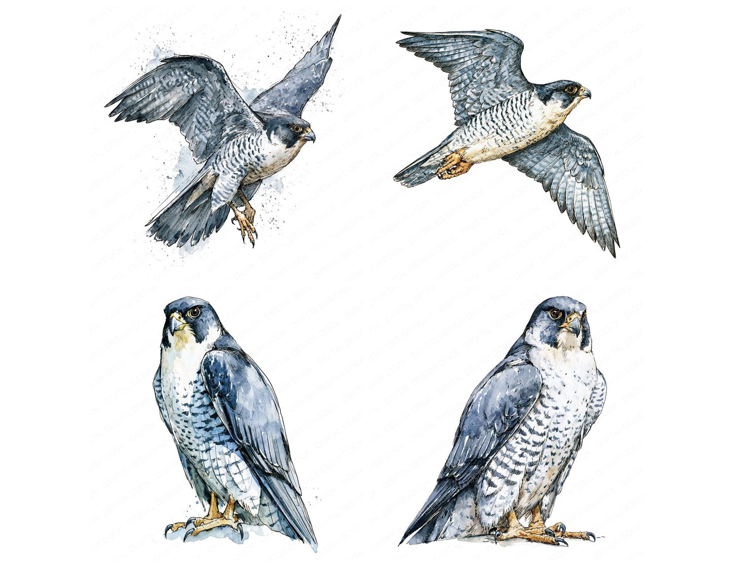 Realistic Peregrine Falcon Clipart Set (DDD012662)