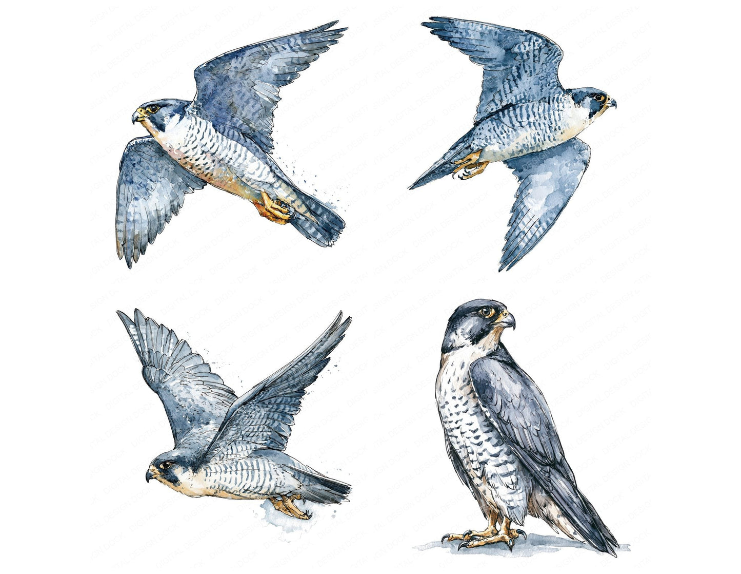 Realistic Peregrine Falcon Clipart Set (DDD012662)