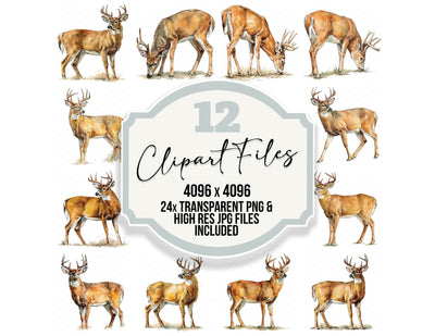 Realistic White Tailed Deer Stag Clipart Set (DDD012664)