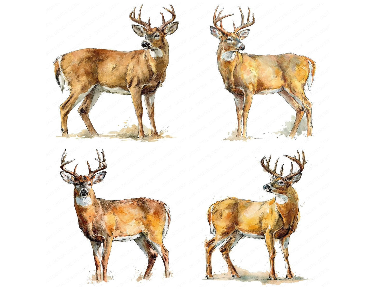 Realistic White Tailed Deer Stag Clipart Set (DDD012664)
