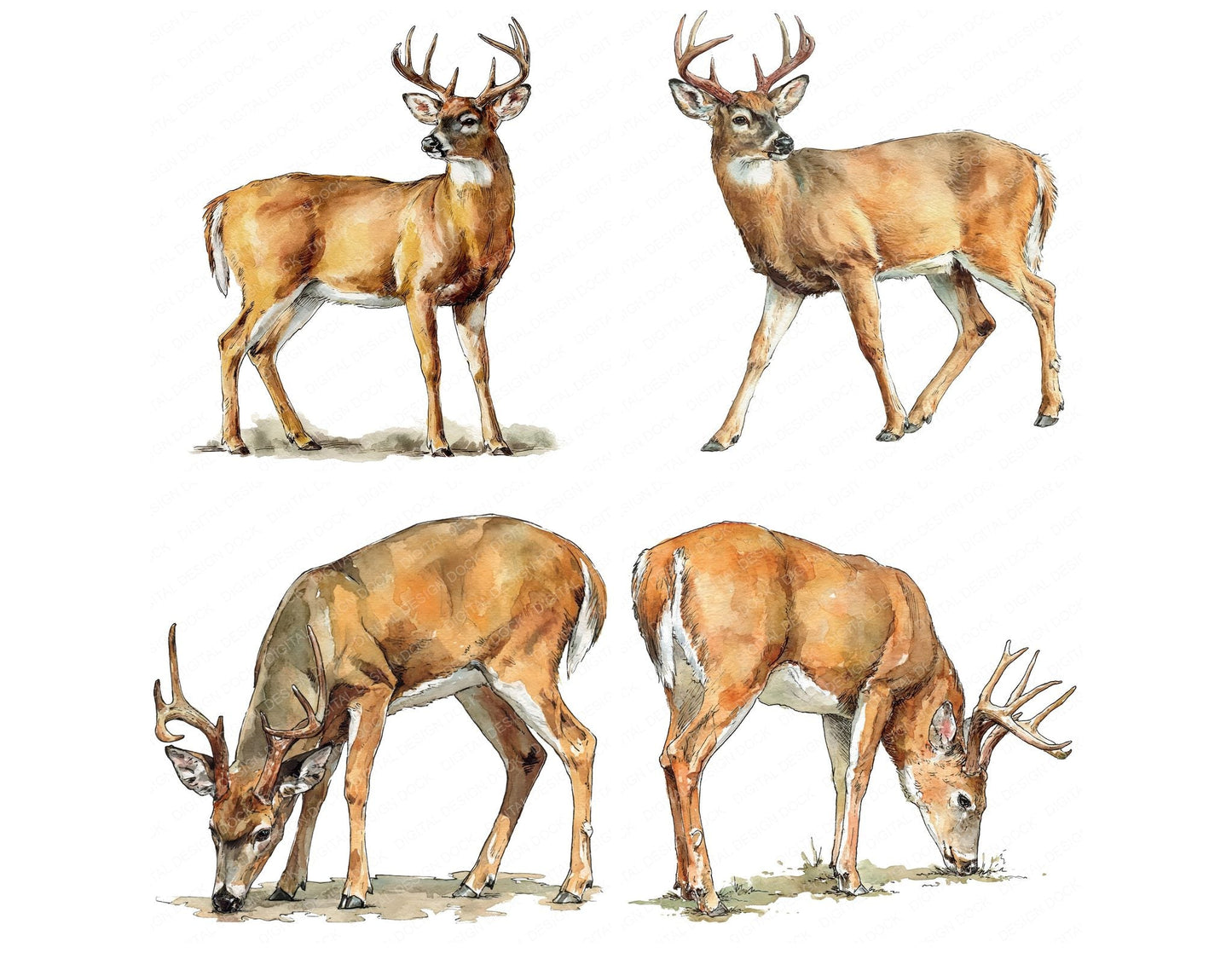 Realistic White Tailed Deer Stag Clipart Set (DDD012664)