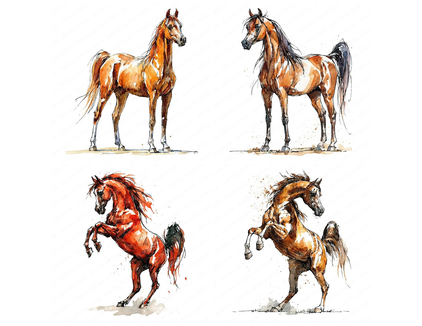 Realistic Arabian Horse Clipart Set (DDD013693)