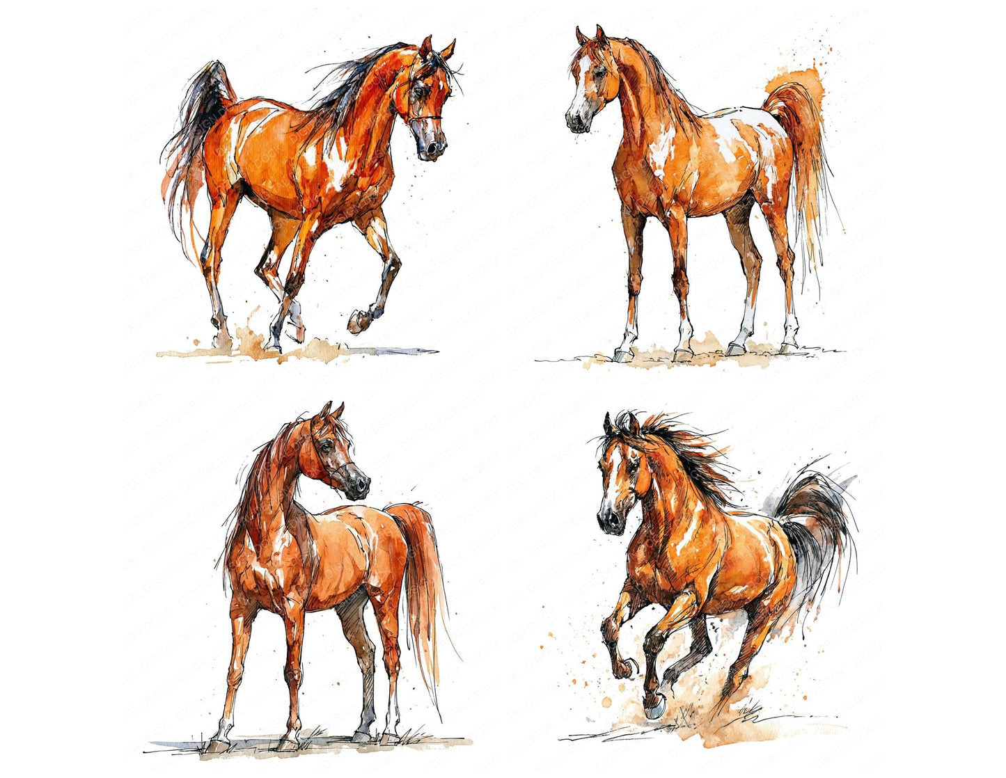 Realistic Arabian Horse Clipart Set (DDD013693)