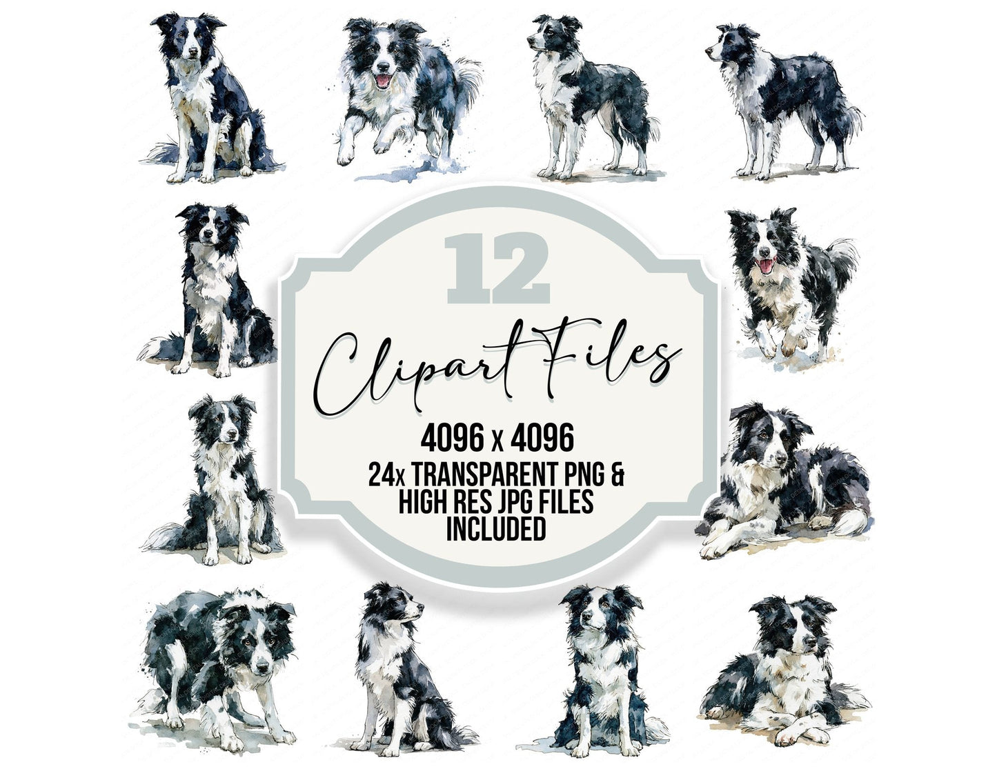 Realistic Border Collie Clipart Set (DDD013694)
