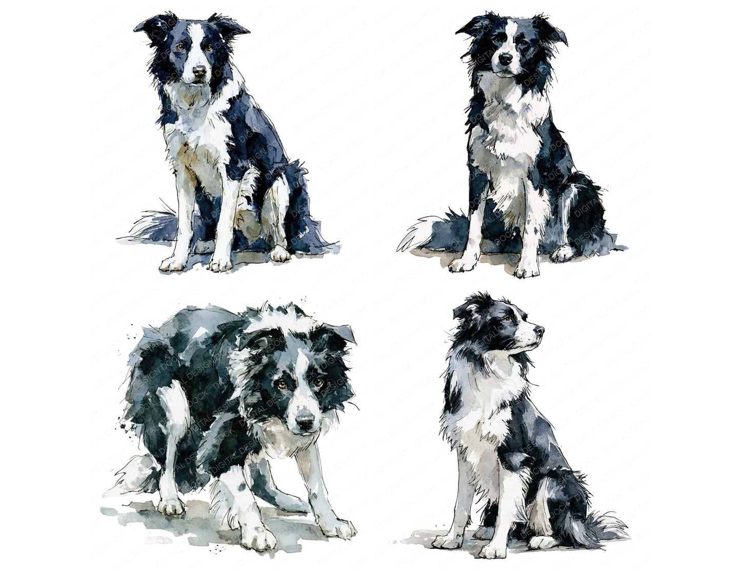 Realistic Border Collie Clipart Set (DDD013694)