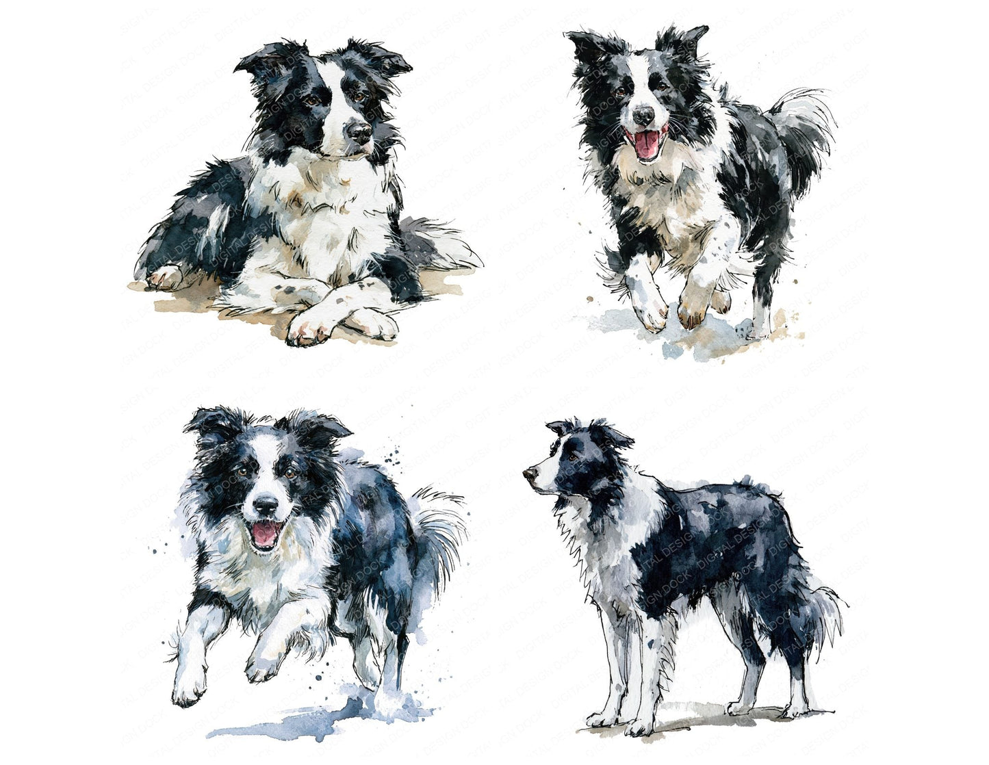 Realistic Border Collie Clipart Set (DDD013694)