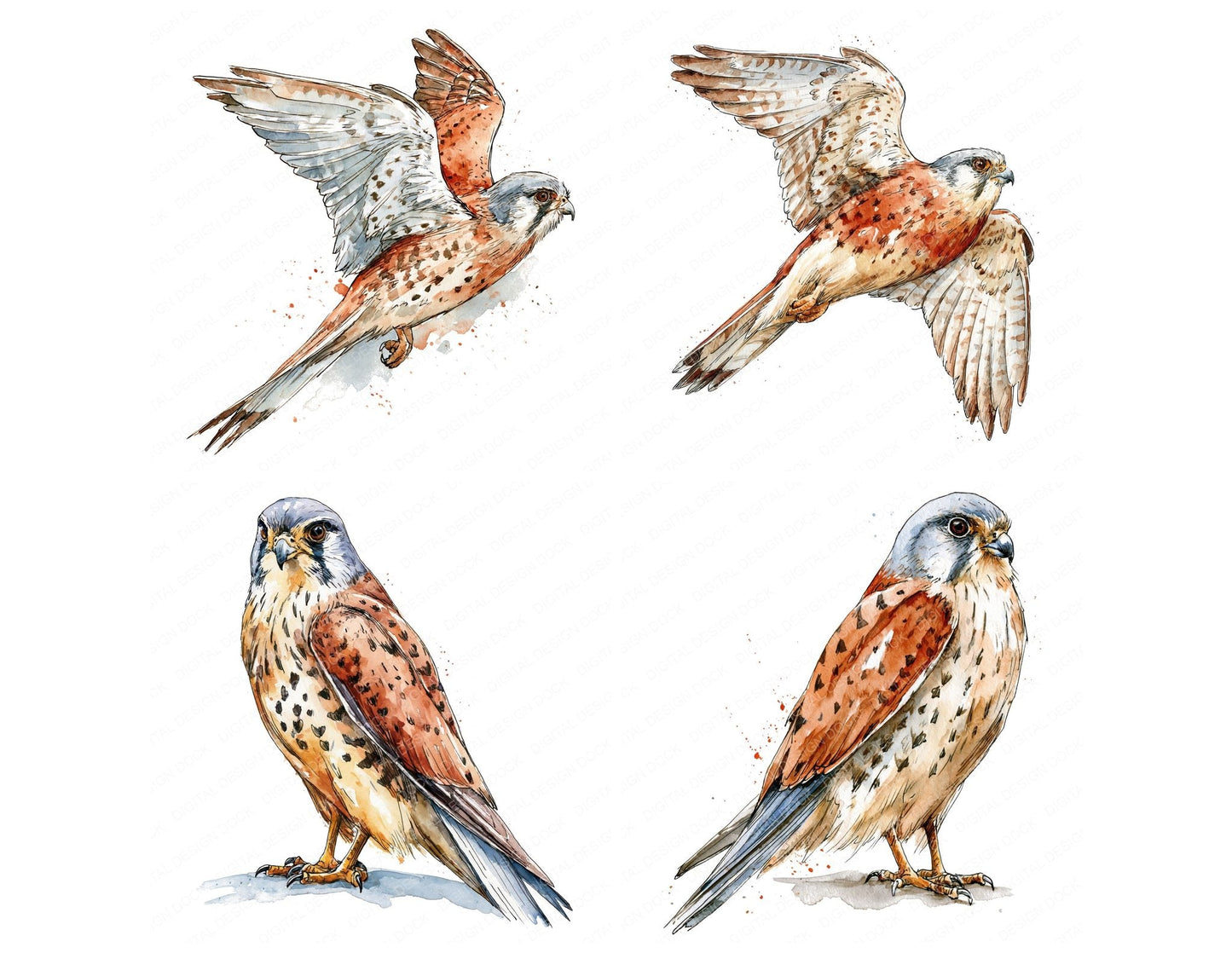 Realistic Common Kestrel Clipart Set (DDD013696)