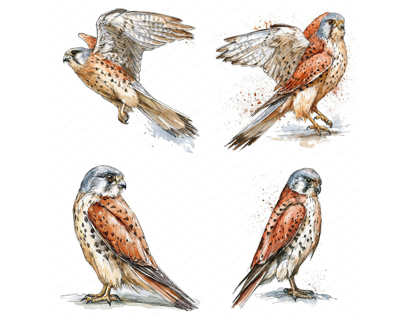 Realistic Common Kestrel Clipart Set (DDD013696)