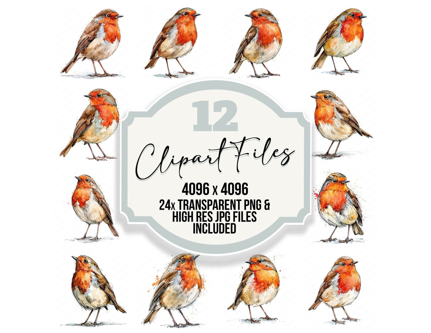 Realistic European Robin Clipart Set (DDD013697)