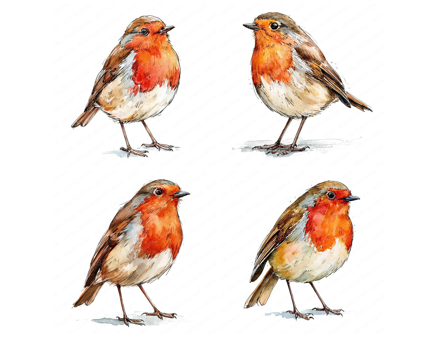 Realistic European Robin Clipart Set (DDD013697)