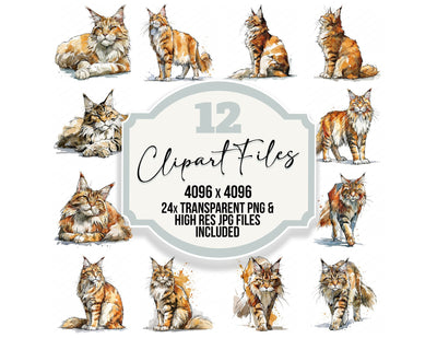 Realistic Maine Coon Cat Clipart Set (DDD013699)