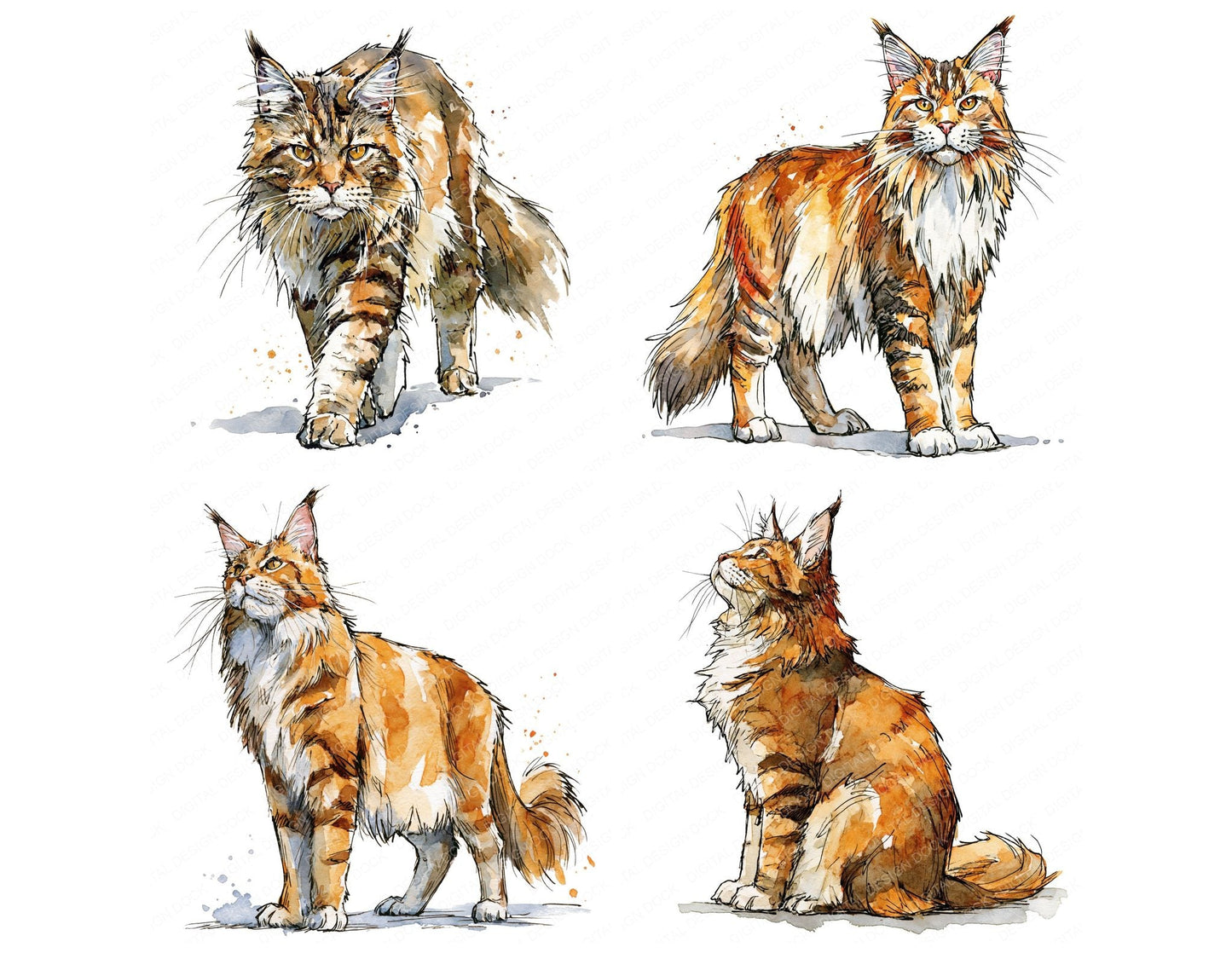Realistic Maine Coon Cat Clipart Set (DDD013699)