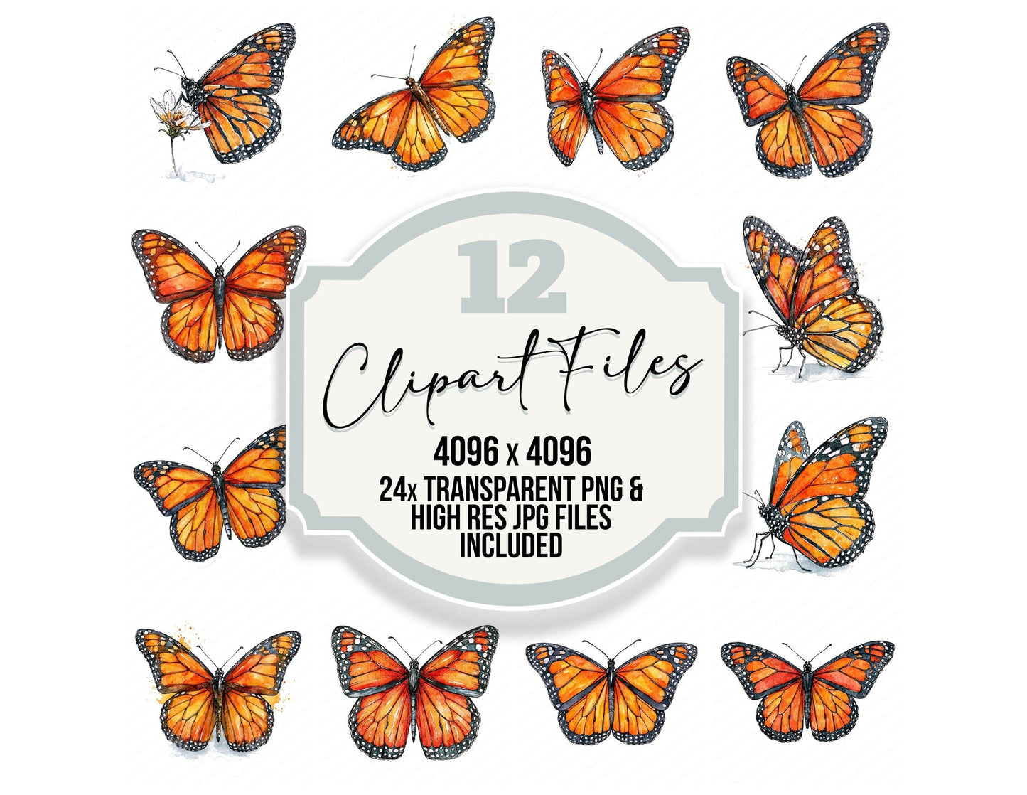 Realistic Monarch Butterfly Clipart Set (DDD013701)