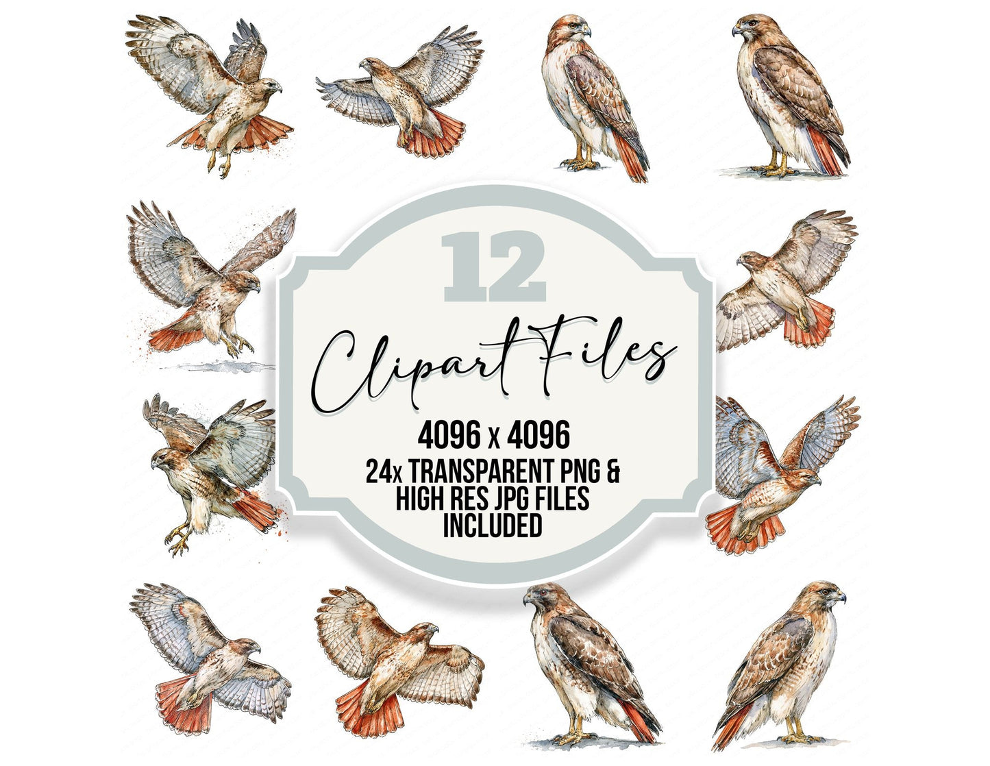 Realistic Red Tailed Hawk Clipart Set (DDD013702)