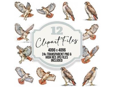 Realistic Red Tailed Hawk Clipart Set (DDD013702)