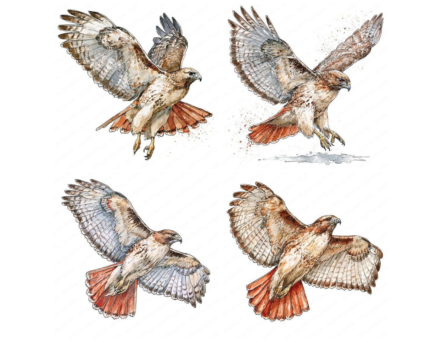 Realistic Red Tailed Hawk Clipart Set (DDD013702)