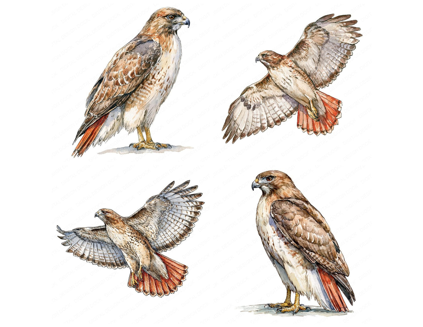 Realistic Red Tailed Hawk Clipart Set (DDD013702)