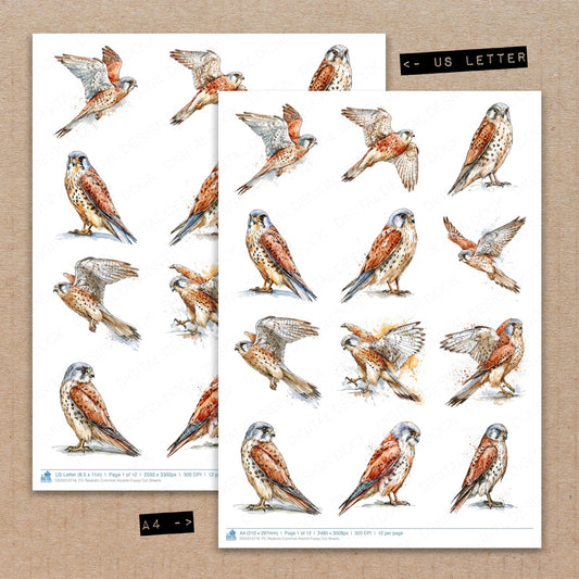 Realistic Common Kestrel Fussy Cut Sheets (DDD013716)