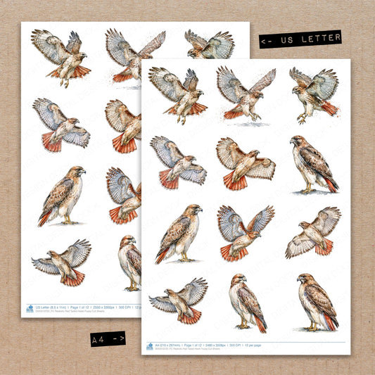Realistic Red Tailed Hawk Fussy Cut Sheets (DDD013722)