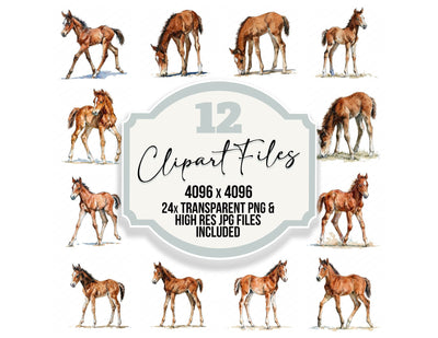 Realistic Baby Horse Foal Clipart Set (DDD013730)