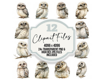 Realistic Baby Owlet Clipart Set (DDD013732)