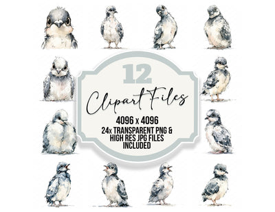 Realistic Baby Pigeon Squab Clipart Set (DDD013733)