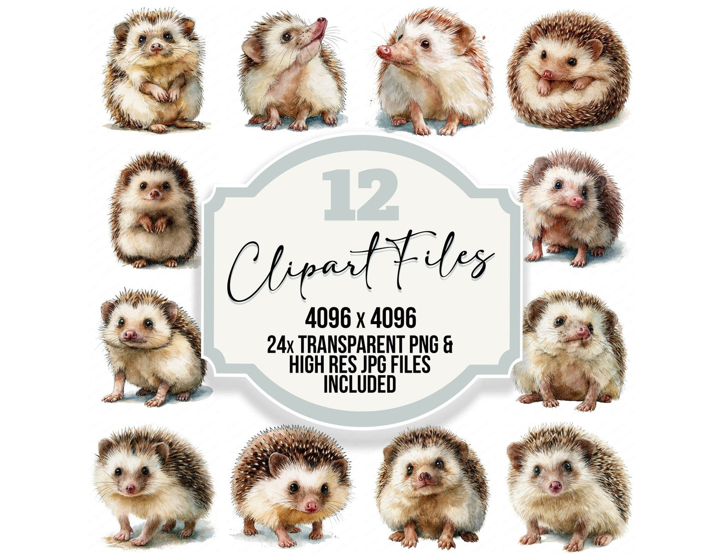 Realistic Baby Hedgehog Hoglet Clipart Set (DDD013843)