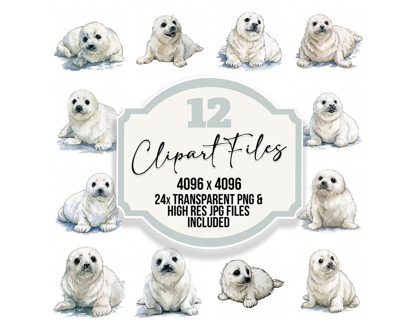 Realistic Baby Seal Pup Clipart Set (DDD013844)