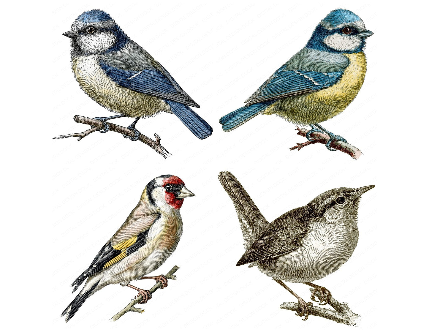 Vintage Botanical Bird Clipart Set (DDD014479)