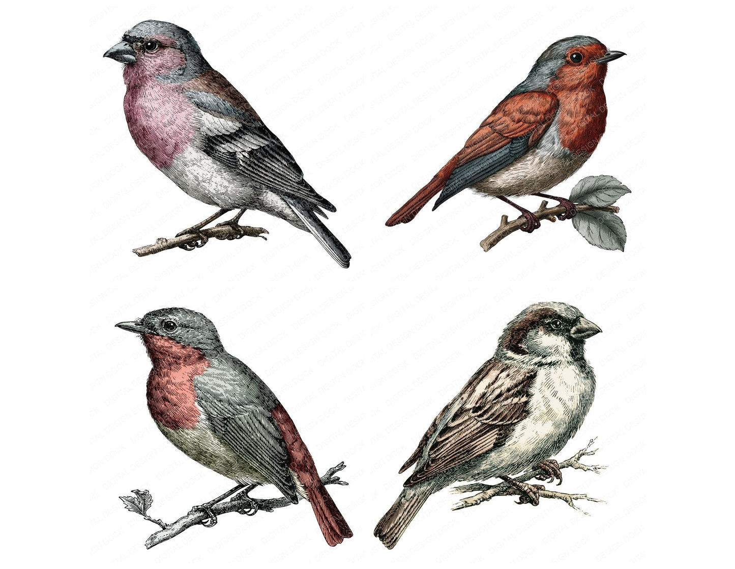Vintage Botanical Bird Clipart Set (DDD014479)