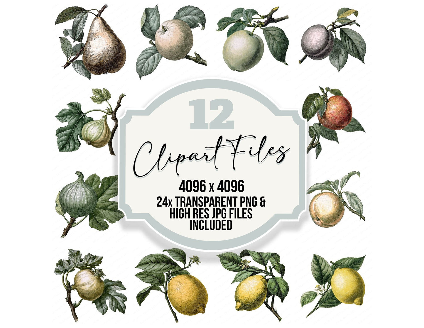 Vintage Botanical Fruit Clipart Set (DDD014480)