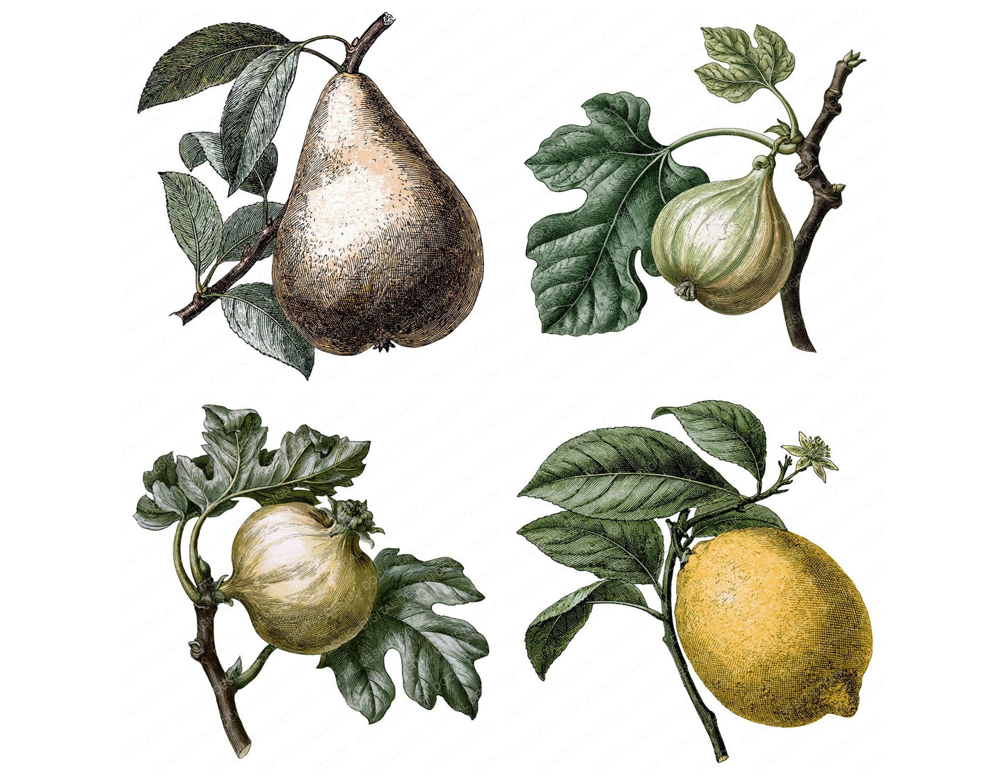 Vintage Botanical Fruit Clipart Set (DDD014480)